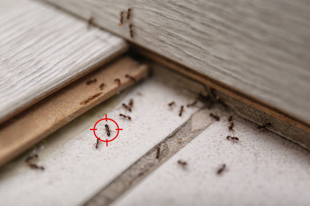 Best Mosquito Control Services  in Crossett, AR