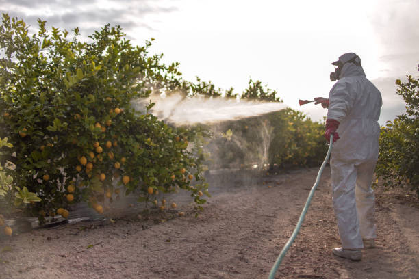 Best Flea Control Services  in Crossett, AR