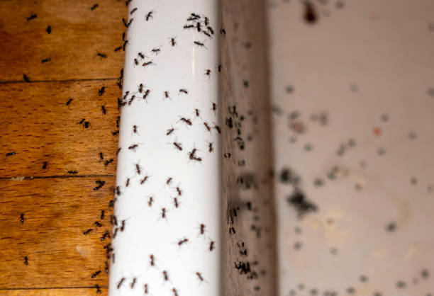 Best Exterminator Services  in Crossett, AR