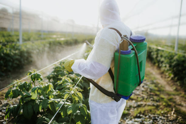 Best Termite Control Services  in Crossett, AR